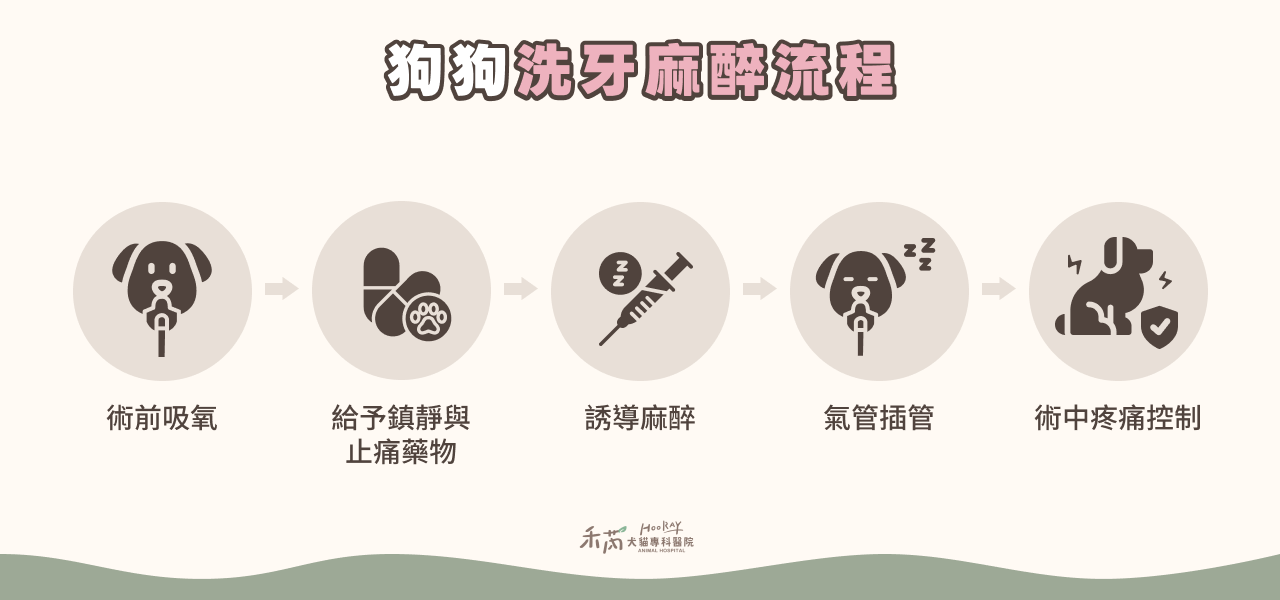 狗狗洗牙麻醉流程