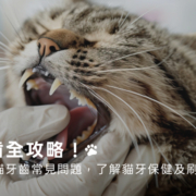 貓牙齒全攻略！掌握9個貓牙齒常見問題，了解貓牙保健及刷牙方式