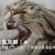 貓牙齒全攻略!掌握9個貓牙齒常見問題,了解貓牙保健及刷牙方式