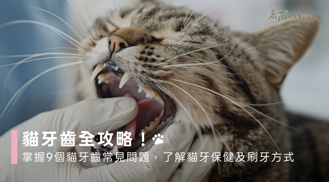 貓牙齒全攻略！掌握9個貓牙齒常見問題，了解貓牙保健及刷牙方式