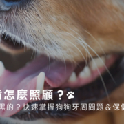 狗牙齒怎麼照顧?為何會黑黑的?快速掌握狗狗牙周問題&保健方式