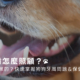 狗牙齒怎麼照顧？為何會黑黑的？快速掌握狗狗牙周問題＆保健方式