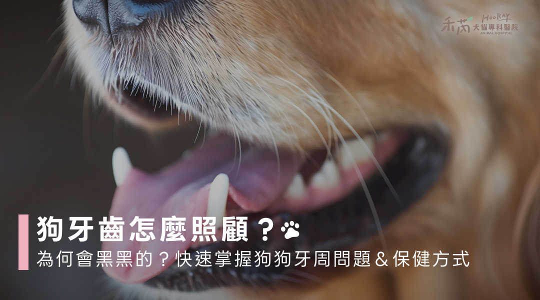 狗牙齒怎麼照顧？為何會黑黑的？快速掌握狗狗牙周問題＆保健方式