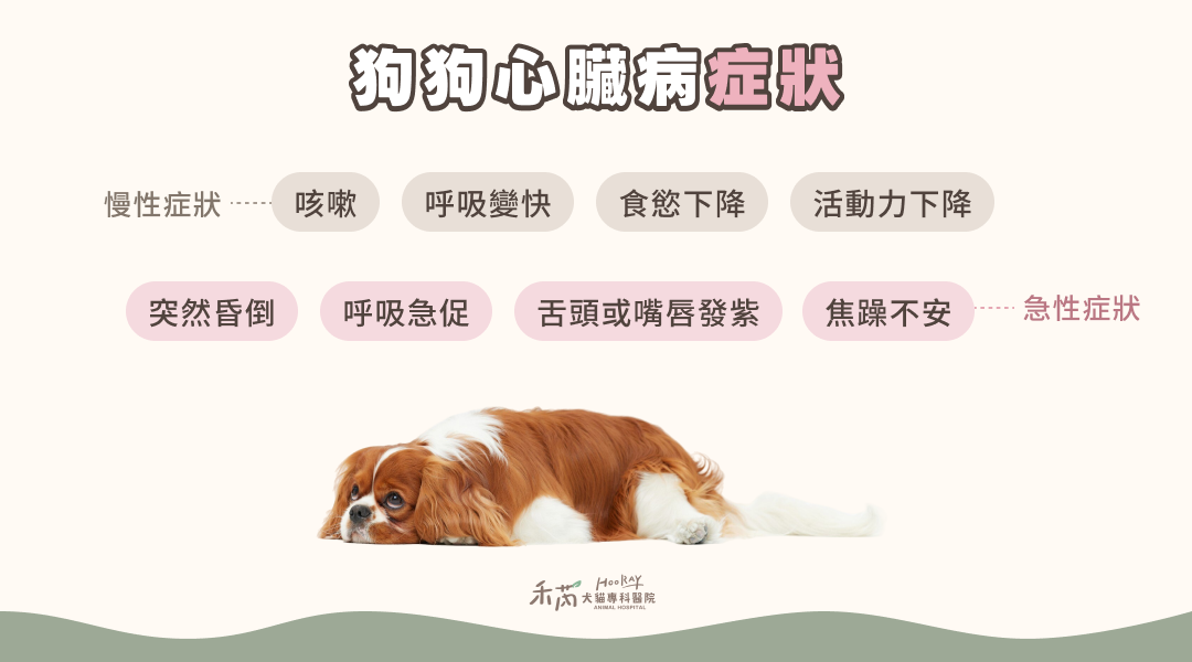 狗狗心臟病症狀