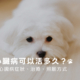 狗狗心臟病可以活多久？帶你了解症狀、心臟功能對狗狗麻醉的影響