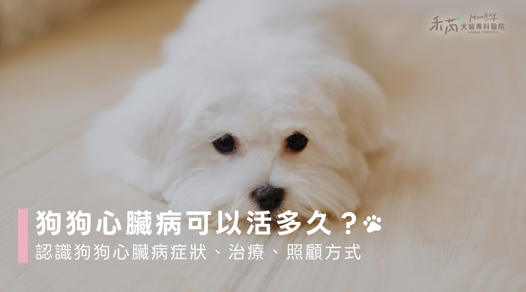 狗狗心臟病可以活多久？帶你了解症狀、心臟功能對狗狗麻醉的影響
