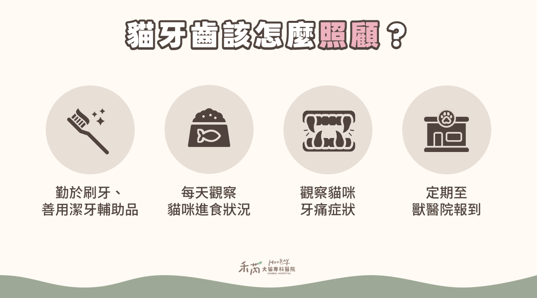貓牙齒照顧