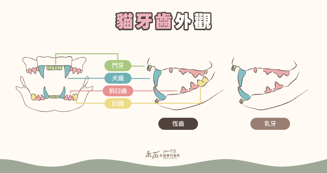 貓牙齒外觀