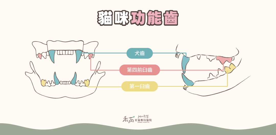 貓咪功能齒