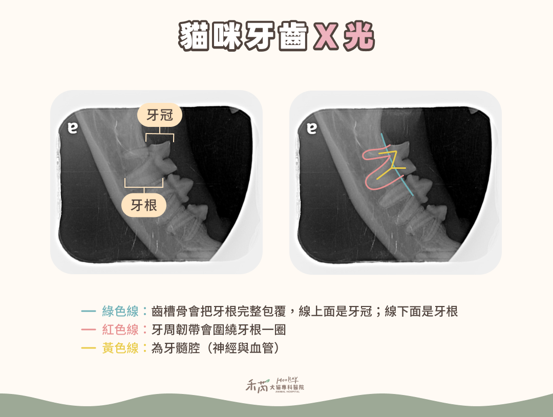 貓牙齒 X 光