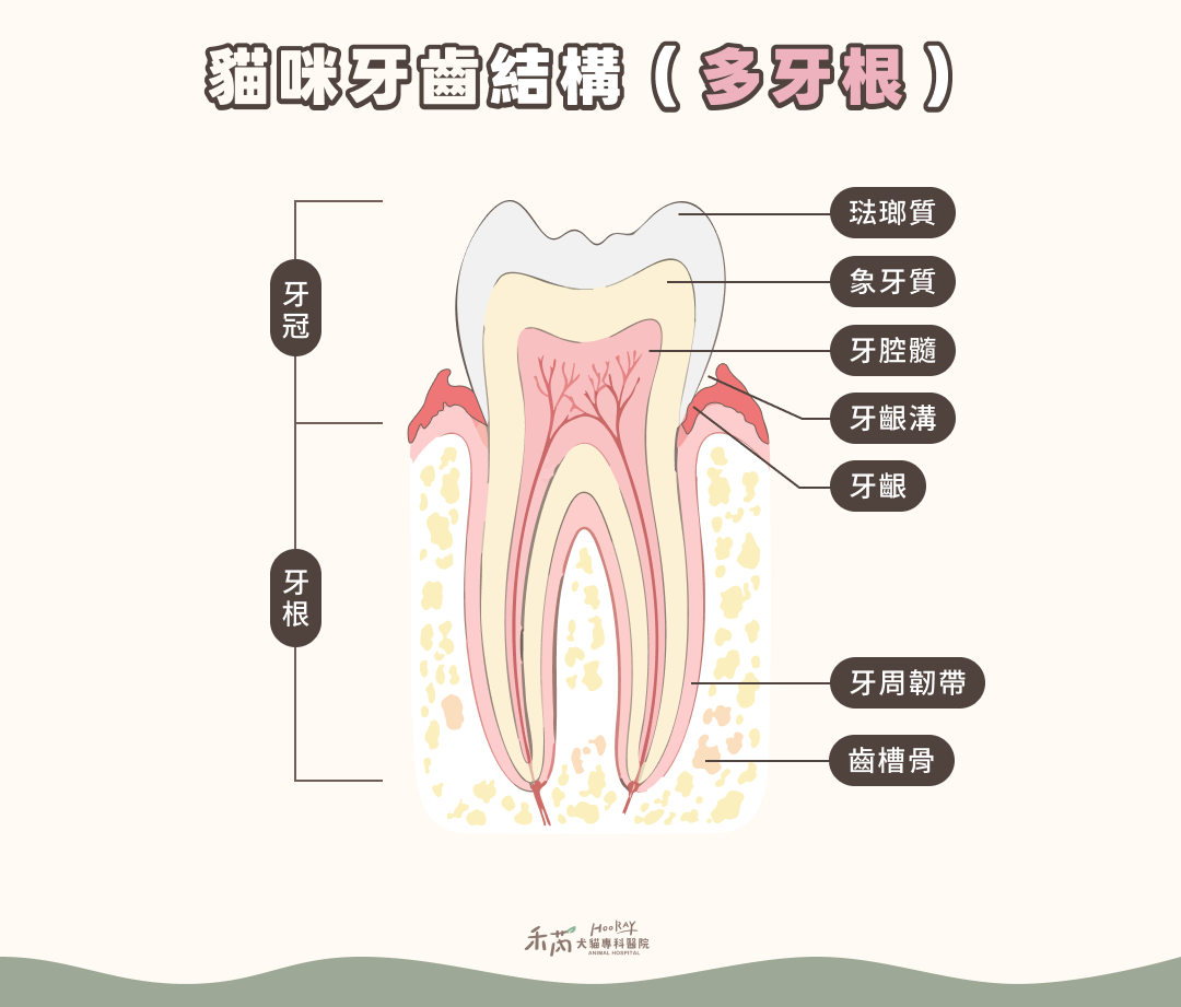 貓牙齒結構 多牙根