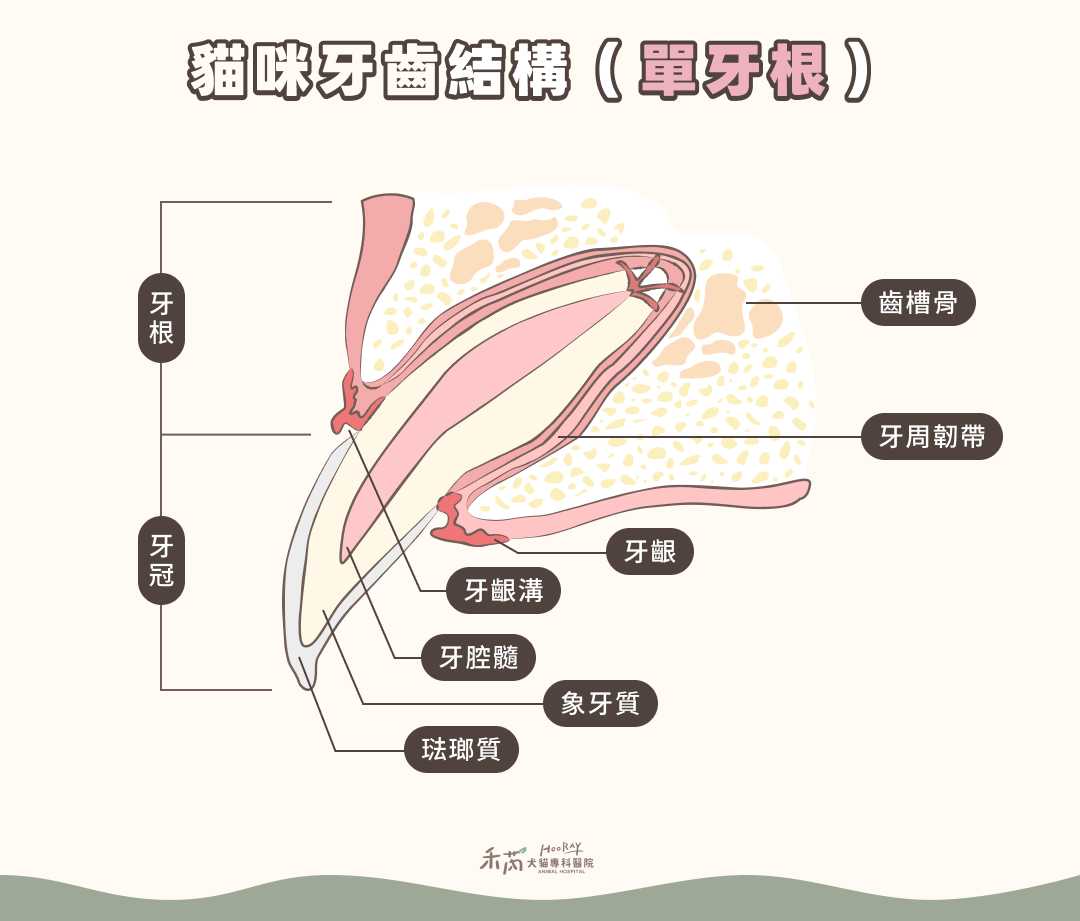 貓牙齒結構 單牙根