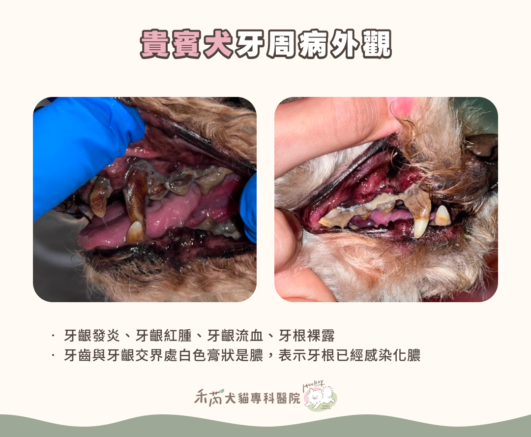 狗狗牙周病案例