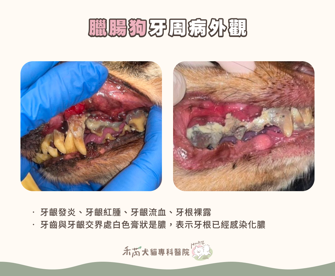 狗狗牙周病案例