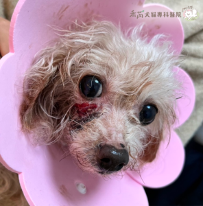 狗狗牙周病併發症