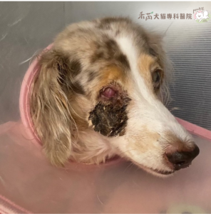 狗狗牙周病併發症