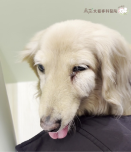狗狗牙周病併發症