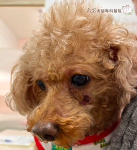 狗狗牙周病併發症