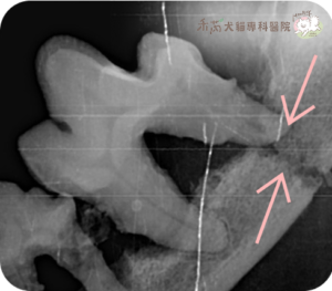 狗狗下顎骨折