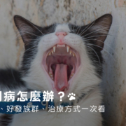 貓牙周病怎麼辦？常見症狀、好發族群、治療方式一次看
