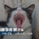 貓牙周病怎麼辦?常見症狀、好發族群、治療方式一次看