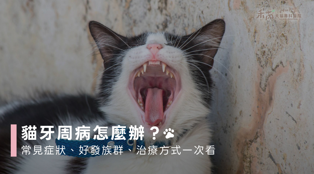 貓牙周病怎麼辦？常見症狀、好發族群、治療方式一次看
