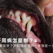 狗狗牙周病怎麼辦?什麼情況要拔牙?症狀、併發症、治療一次看