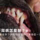 狗狗牙周病怎麼辦?什麼情況要拔牙?症狀、併發症、治療一次看