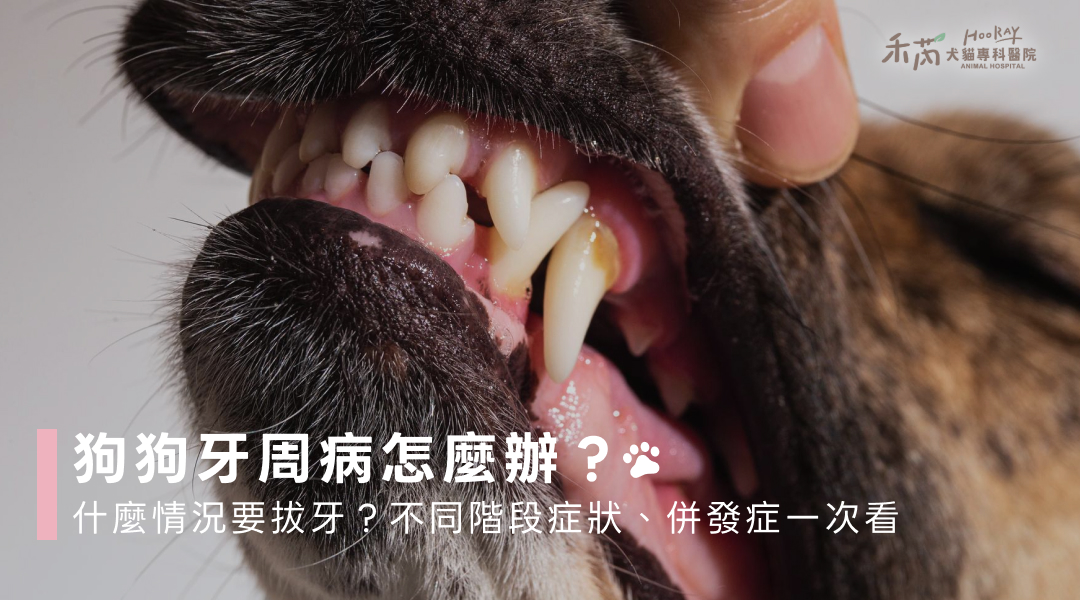 狗狗牙周病怎麼辦？什麼情況要拔牙？症狀、併發症、治療一次看