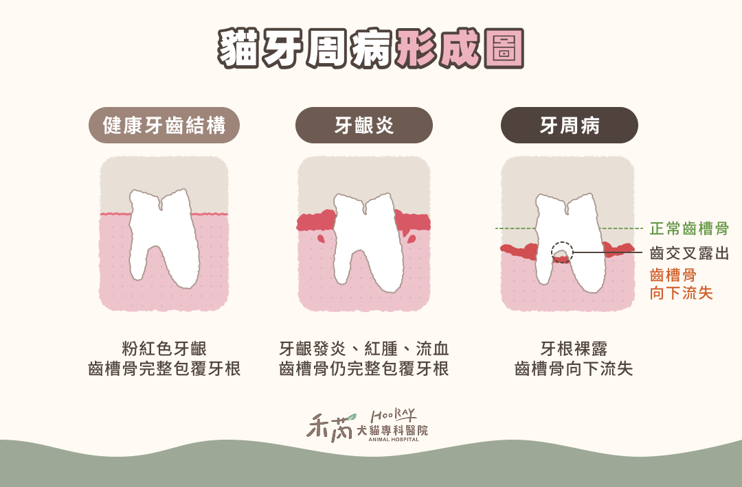 為什麼貓咪會有牙周病？