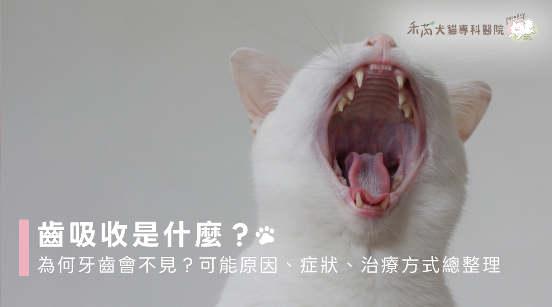 齒吸收是什麼？為何牙齒會不見？可能原因、症狀、治療方式總整理
