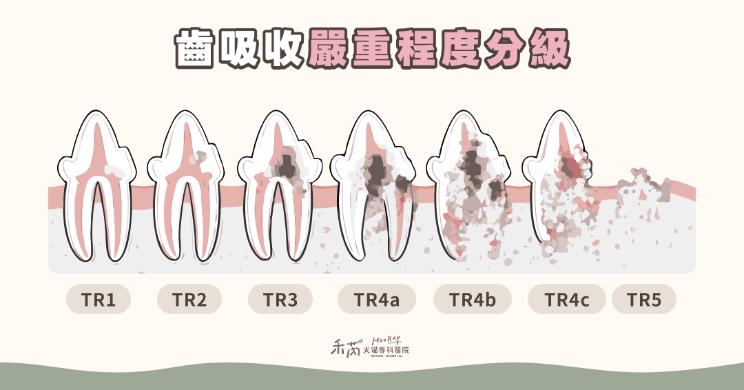 齒吸收嚴重程度分級